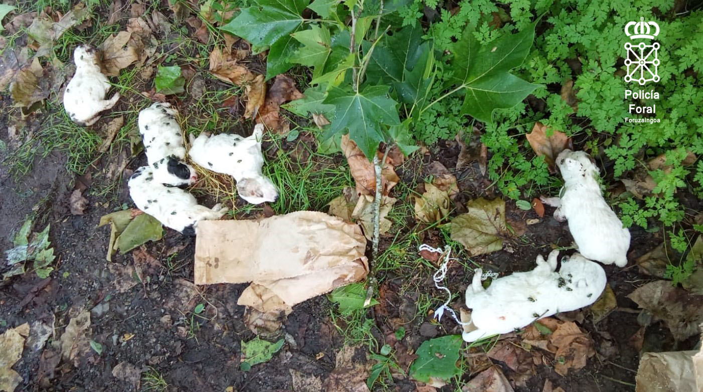 Investigado en Baztán por abandonar 6 cachorros en un contenedor: cuatro de ellos murieron