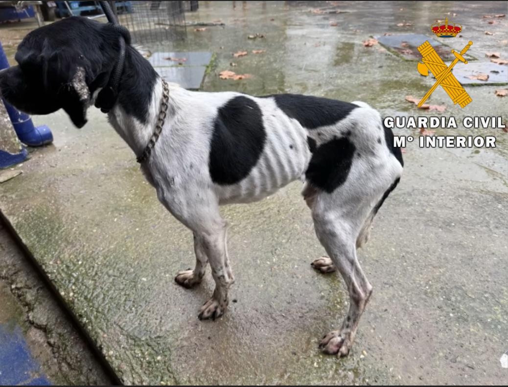 Rescatan a 23 perros en condiciones deplorables en Lodosa