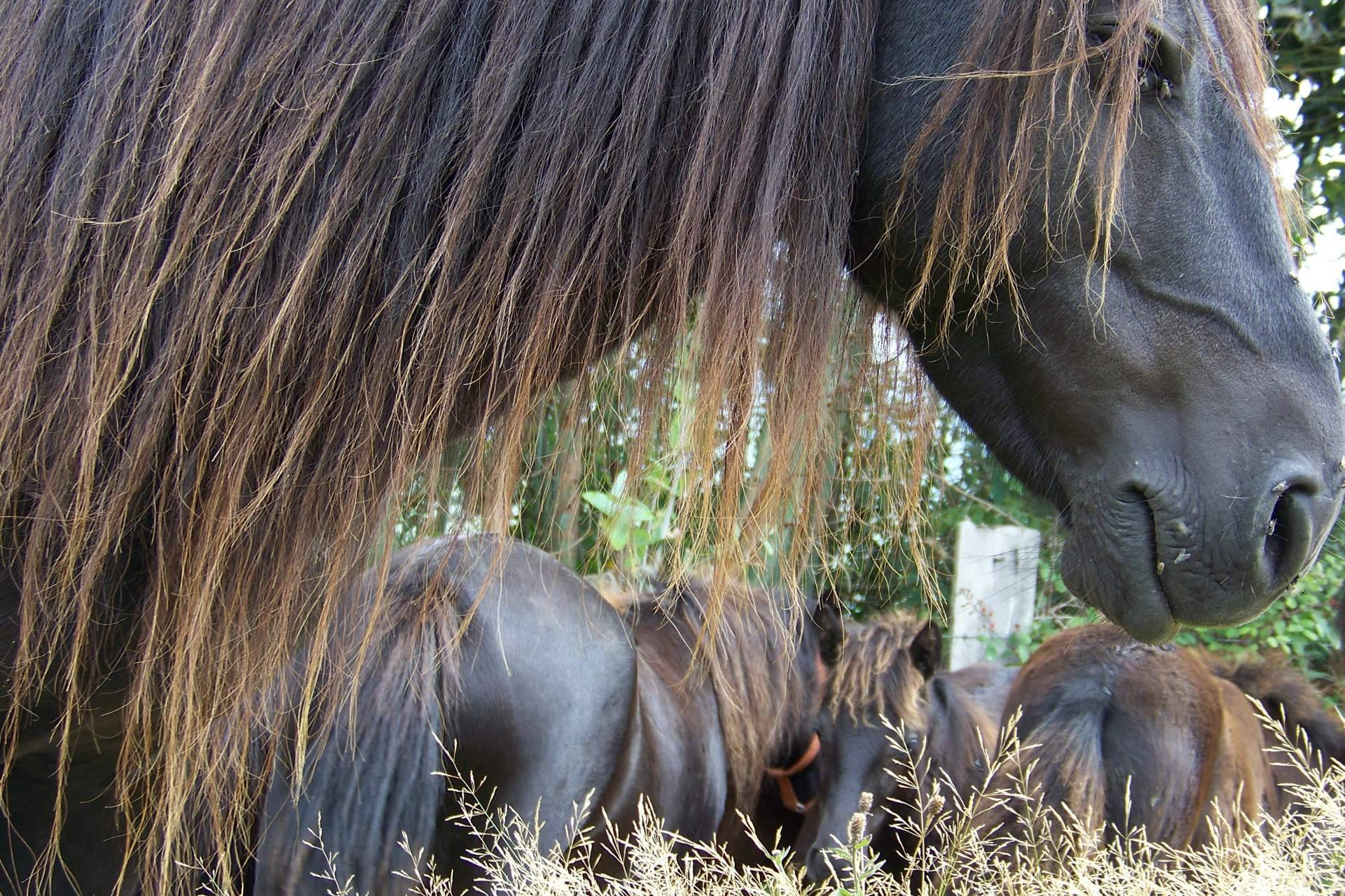 El Ecomuséu Ca l’Asturcón se posiciona como referente de ecoagroturismo en torno al poni asturiano